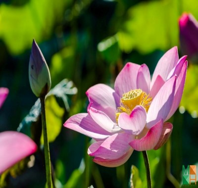  Tranh dán tường Hàn Quốc - hoa sen FW333